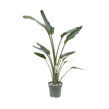 Paradijsvogelplant (Streliztia Nicolai) 180