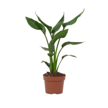 Paradijsvogelbloem (Strelitzia Reginae) 40 cm