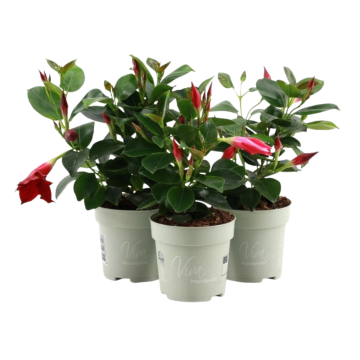 Mandeville (Sundaville) potmaat 10 cm