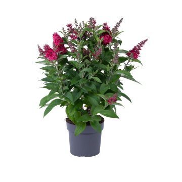 Vlinderstruik (Buddleja Davidii Candy) 50 cm
