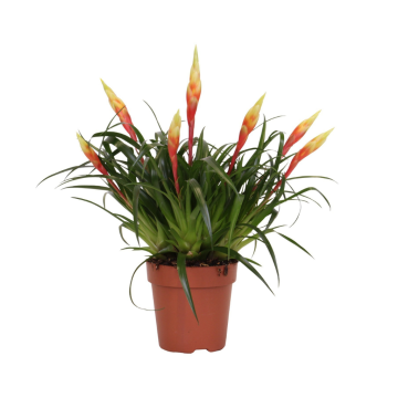 Bromelia (Vriesea Multiflower) 35 cm