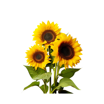 Zonnebloemen (Helianthus) 75 cm 5 stelen