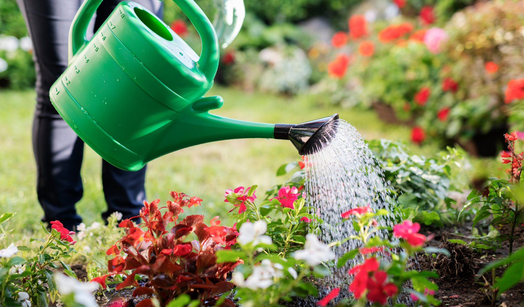 Water geven in de zomer: de beste tips voor een gezonde tuin