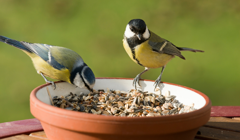 Doe jij mee met de jaarlijkse tuinvogeltelling?