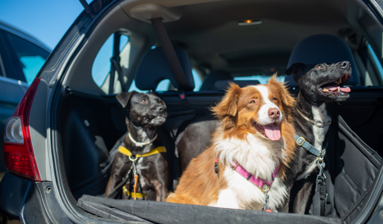 Goed voorbereid met je hond op autovakantie!